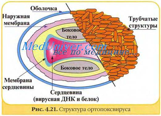 Выдержка из руководства по иммунологии. - запись пользователя елена титова (id1758099) в сообществе мы против прививок! в категории полезная инфа - babyblog.ru