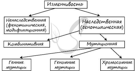 Мутации - биология егэ