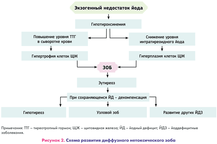Опасности развития зоба щитовидной железы и его признаки