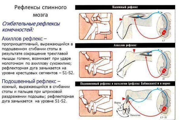 Отделы позвоночника человека за что отвечает каждый позвонок