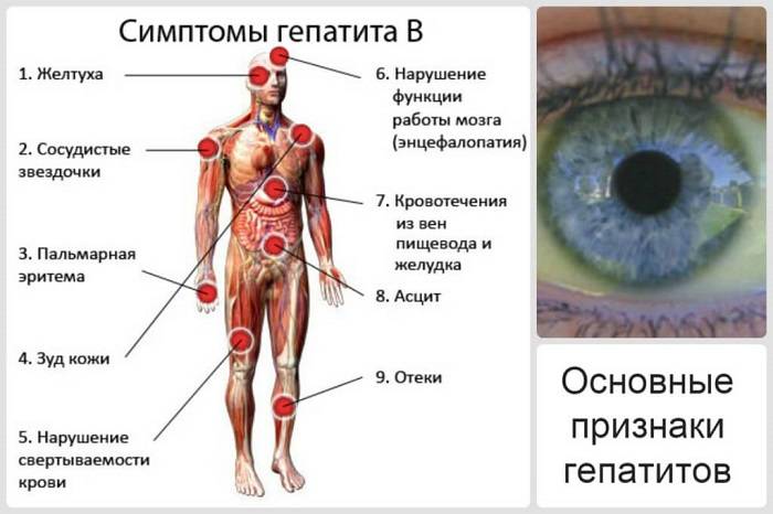 Гепатит с чем питаться