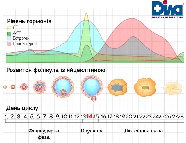 Разрастание эндометрия в матке: описание патологии толстого эндометрия, лечение