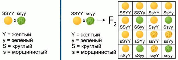 Изменчивость