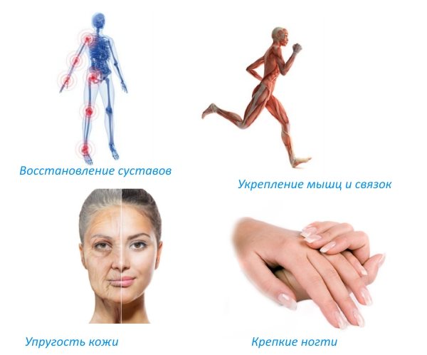 Для чего нужен и как пить glucosamine chondroitin msm от компании ультимейт