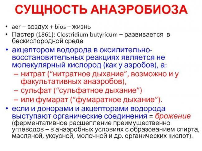 Жизнь на планете всем обязана анаэробным и аэробным бактериям
