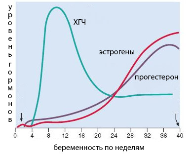 Хорионический гонадотропин при бесплодии