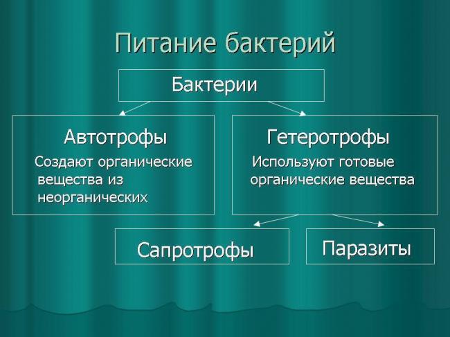 Бактерии-паразиты: вредоносные бактерии в организме