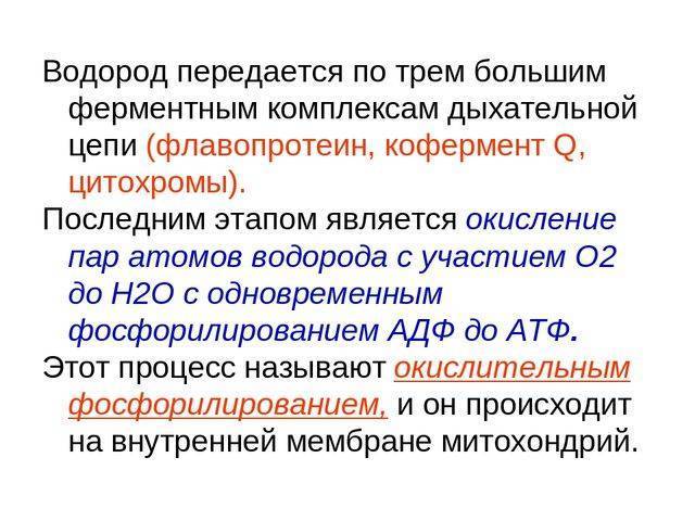Бактерии-прокариоты – живые «кирпичики» эволюции