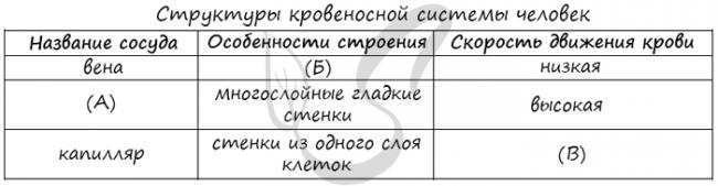 Cердечно-сосудистая система человека: строение, функции, патологии