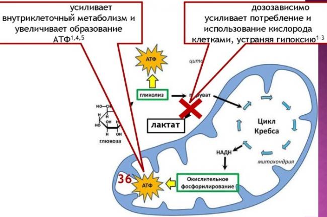 Инструкция по применению, для чего назначают рибоксин и эффективность в бодибилдинге