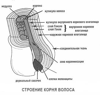 Реферат кератин