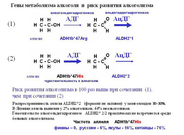 Стадии алкоголизма
