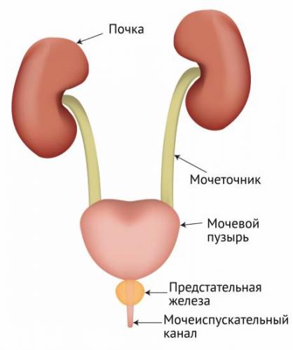 Бактерии в моче при беременности: причины отклонений и расшифровка, что показывает анализ на бакпосев