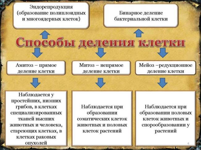 Размножение организмов. бесполое размножение | биология