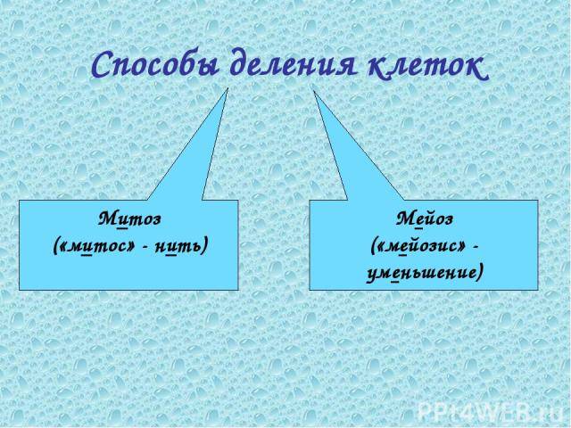 Размножаются бактерии путем деления и делают это очень быстро
