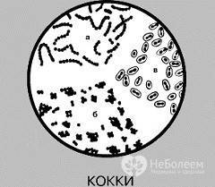 Бактерии семейства кокки