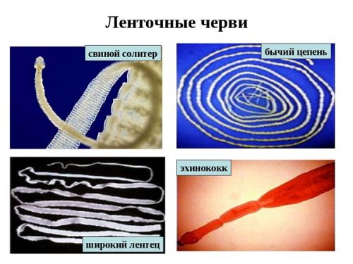 Дитразина цитрат - инструкция по применению, отзывы, противопоказания