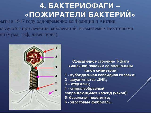Кишечная палочка (escherichia coli, эшерихиоз): лечение, симптомы, бактерии группы, что убивает кишечную палочку, как она передается