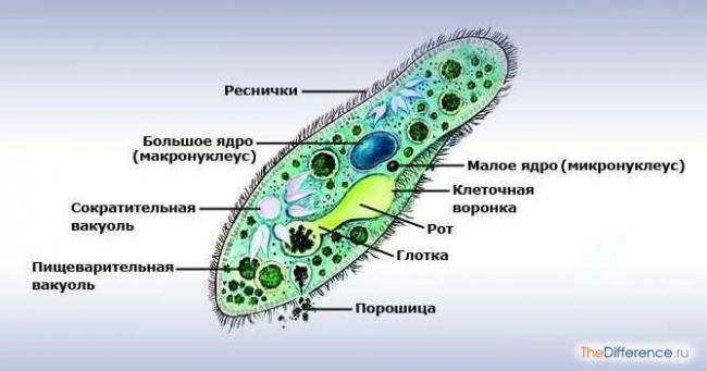 Различия между бактериями и эукариотами