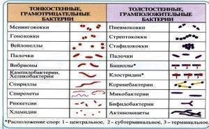 Построй сравнительную таблицу отображающий сходства и различия строение клеток бактерий растений животного
