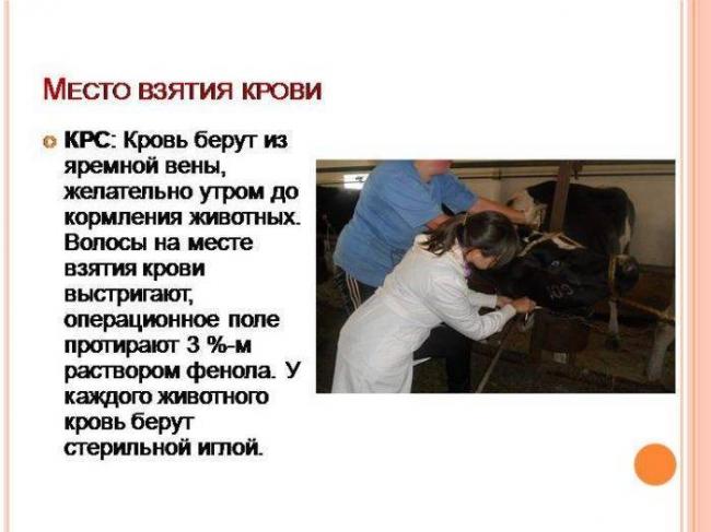 Бактерии в анализе мочи – причины и расшифровка результата