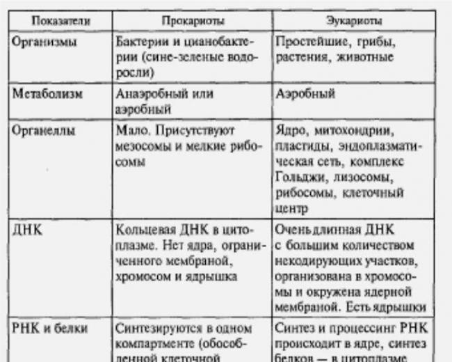 Бактерии такие разные: виды, формы, способы выживания