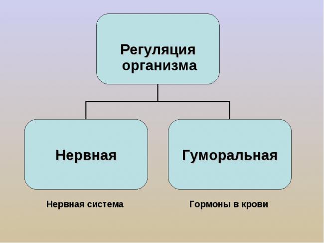 Центральная нервная система человека