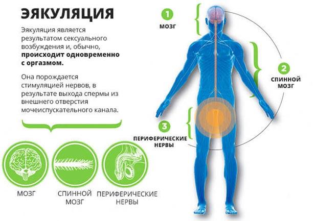 Задержка семяизвержения у мужчин: причины и лечение