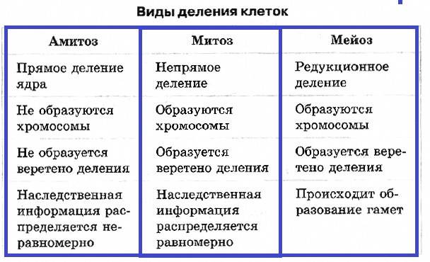 Бактерии