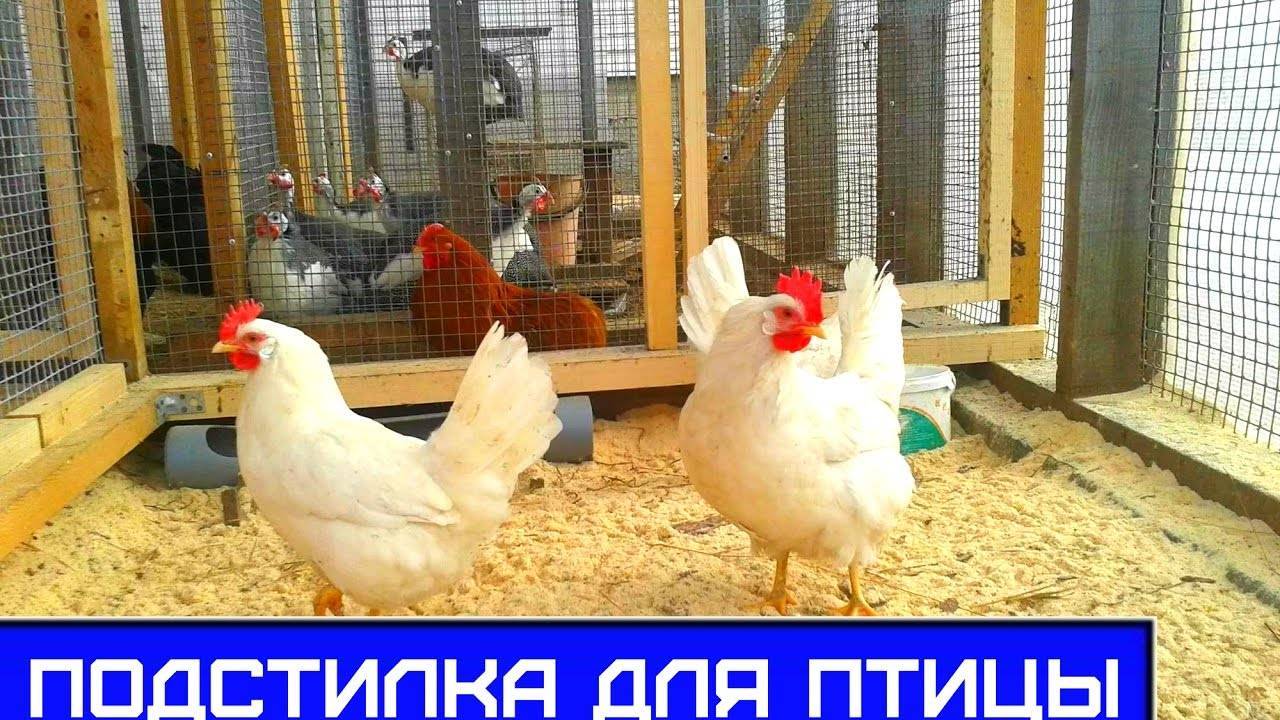 Действие и преимущество препаратов с бактериями для свиней и других домашних животных