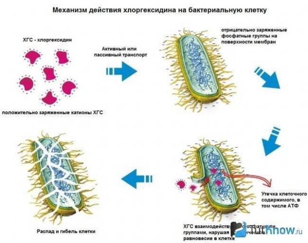В чем разница между мирамистином и хлоргексидином кроме цены, и что лучше