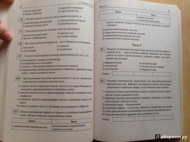 Анатомия: вены сердца. лимфатическая система сердца