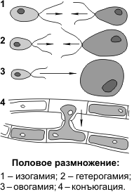 Бактерии. строение бактериальной клетки. формы. фото