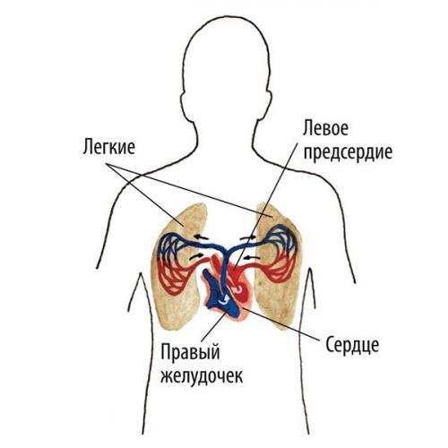 Тест по теме сердце и сосуды