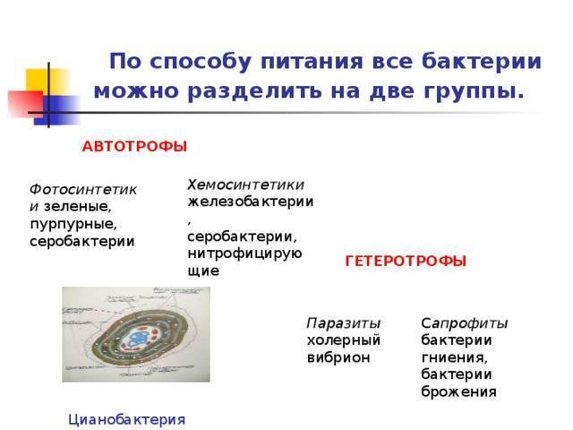Роль хемосинтезирующих бактерий на земле