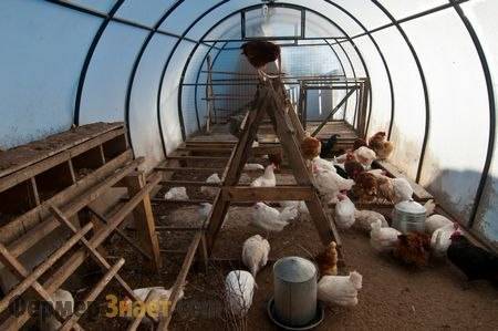Действие и преимущество препаратов с бактериями для свиней и других домашних животных