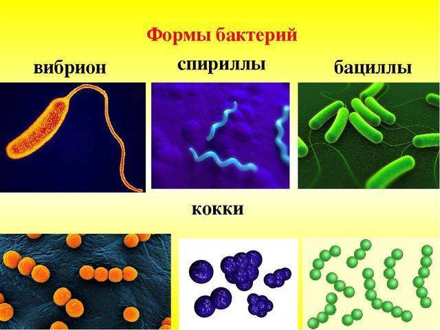 Характеристика основных групп микроорганизмов