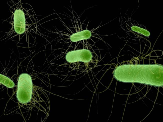 Escherichia coli 10/6 в моче - запись пользователя summer (id2122363) в сообществе благополучная беременность в категории анализы - babyblog.ru