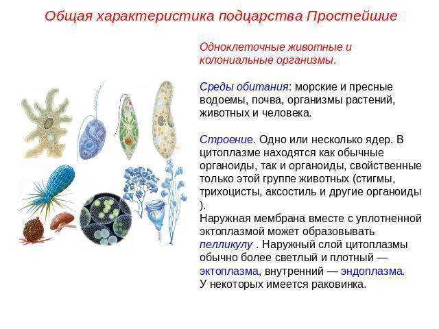 Эвглена зеленая – то ли животное, то ли растение