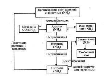Азот почвы. круговорот азота в природе. биологическое связывание азота микробами-азотфиксаторами