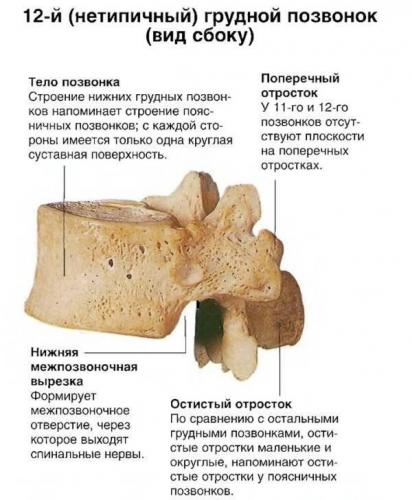 Отделы позвоночника человека за что отвечает каждый позвонок