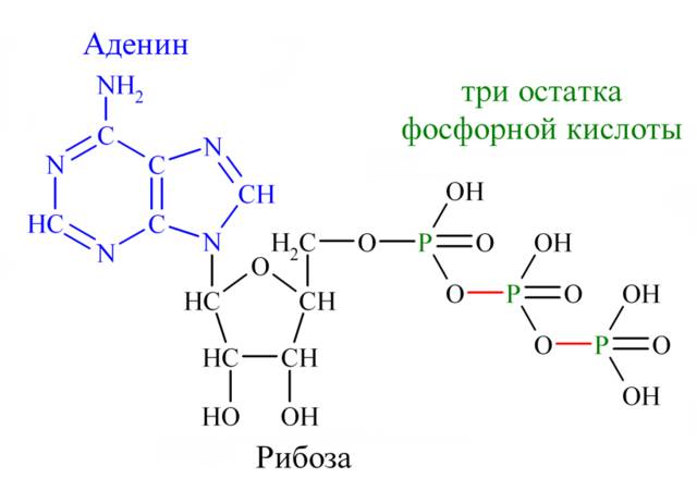 Атф