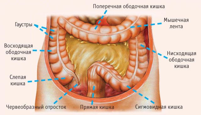Препараты месалазина в лечении взк