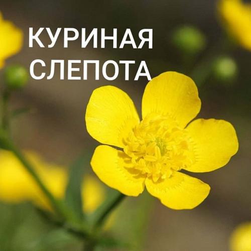 Куриная слепота - причины, симптомы и лечение