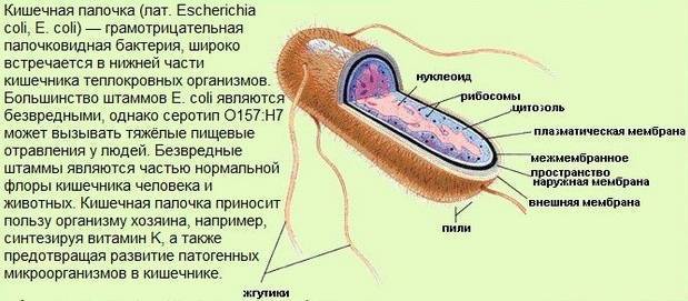 Escherichia coli (кишечная палочка)