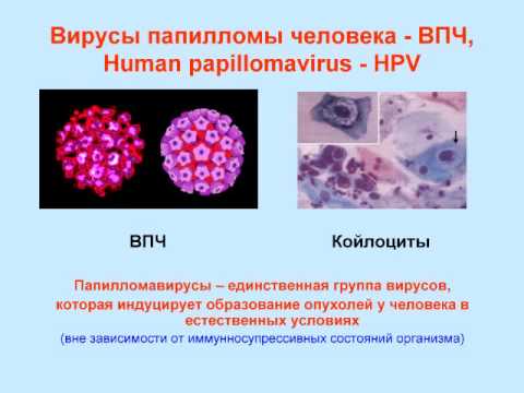 Аллокин-альфа: как самостоятельно сделать укол и чем разводить лекарство, форма выпуска препарата, противопоказания