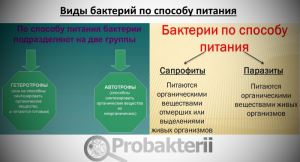 Размножаются бактерии путем деления и делают это очень быстро