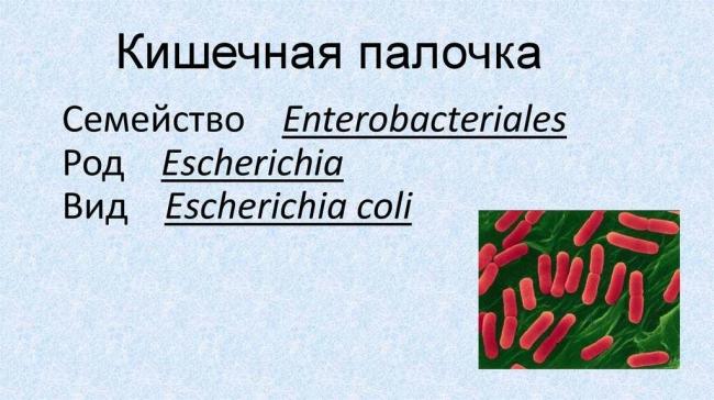 Бактерии «escherichia coli» в моче