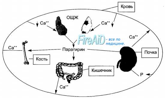 Кальцитриол