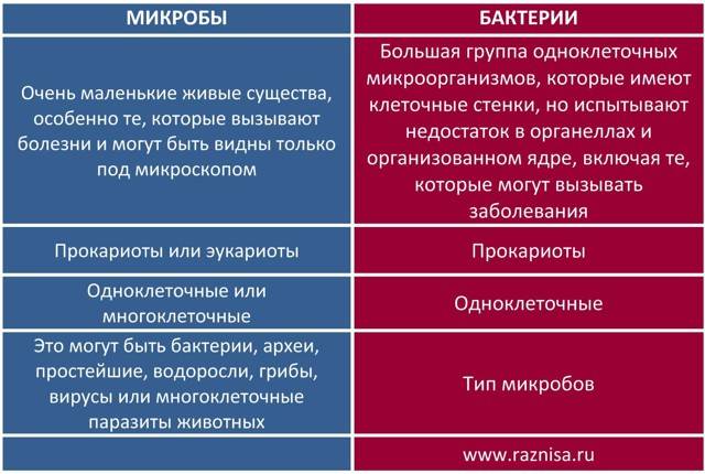 Кишечная палочка – бактерия е. coli – причины и симптомы